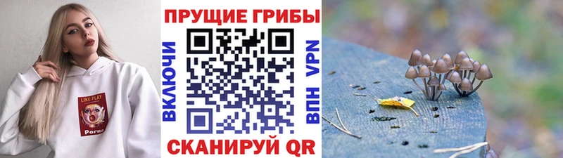 как найти наркотики  Мценск  Псилоцибиновые грибы Psilocybe 